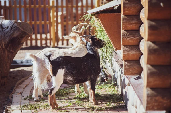 Koz Žerou Trávu Farmě Letní Slunečný Den Tónovaný — Stock fotografie