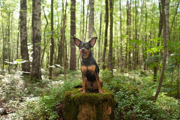 Kutya Terrier Erdő Megnyalta Koncepció Egy Elveszett Éhes Kutya — Stock Fotó