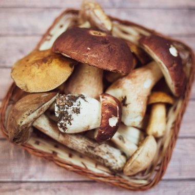 Düz taze orman mantar sepeti, porcini, kahverengi kap çörek, yosunlar, makro içinde yatıyordu