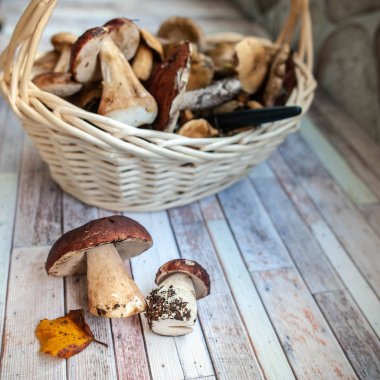 Taze orman mantar sepeti, porcini, kahverengi kap çörek, yosunlar, makro.