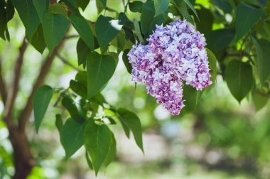 Yeşil, doğal arka plan, metin, alan üzerinde hassas leylak kartpostal