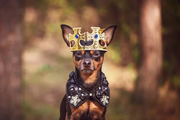Pies Koronie Royal Ubrania Naturalnym Tle Pies Pana Książę Pies — Zdjęcie stockowe
