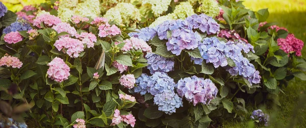 Flores Azul Rosa Hortênsias Jardim Tonificado Foto Elegante — Fotografia de Stock