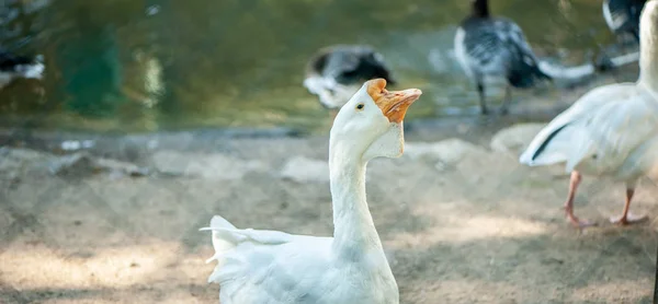 Oie Domestique Blanche Grosse Drôle Sur Ferme Avicole — Photo