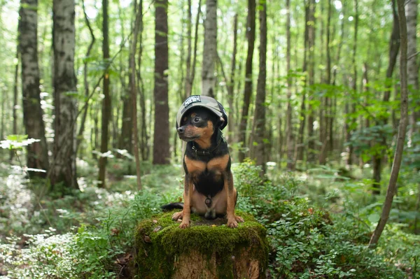 Hund Terrier Wald Konzept Hundeassistent Soldat — Stockfoto