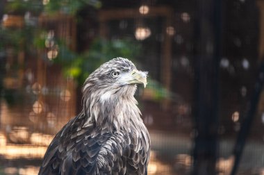Büyük bir gri kartal, metin, alan portresi tonda