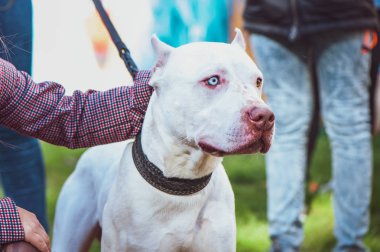 Farklı renklerde, köpekler, serginin gözlü beyaz pitbull Staffordshire Terrier köpek sahipleri ile