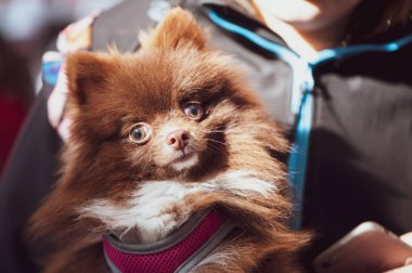 Köpekler, küçük kahverengi spitz Portre Sergisi 