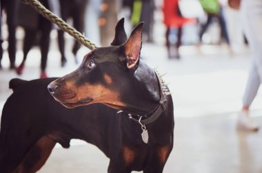 Köpeklerin Sergisi, sahibi, metin için yer ile Doberman