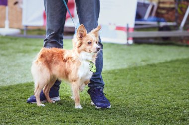 Köpeklerin Sergisi, minyatür komik kırmızı köpek sahibi ile