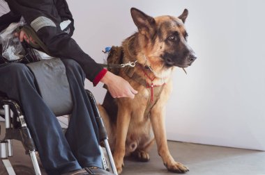 Shepherd, sakat tekerlekli sandalye kullanıcısı ile servis köpeği.
