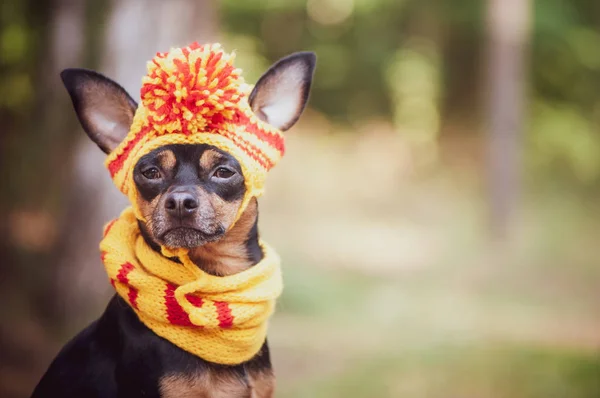 狗在一个秋天公园的围巾和帽子 秋季主题 有趣的小狗的玩具梗 — 图库照片