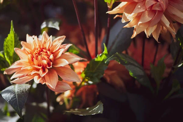 Flor Rosa Dahlia Macro Espaço Para Texto Elegante Fundo Floral — Fotografia de Stock