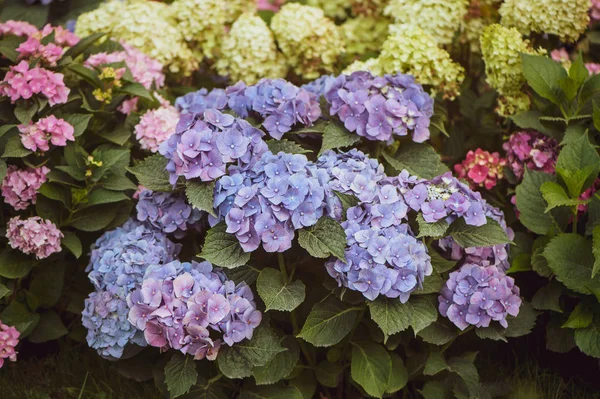 Flores Azul Rosa Hortênsias Jardim Tonificado Foto Elegante — Fotografia de Stock