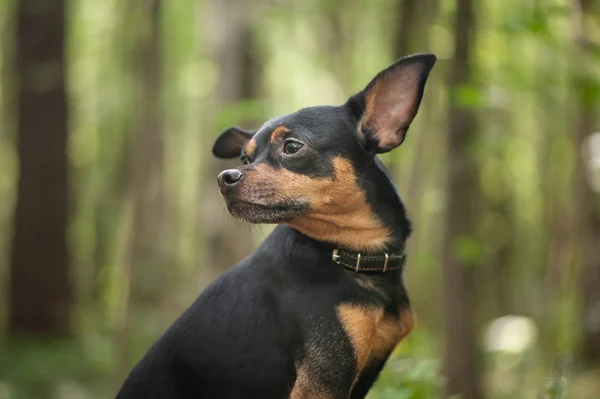 Köpek Ormanda Korkunç Bir Kayıp Köpek Kavramı — Stok fotoğraf