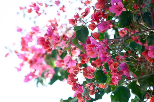 Bougainvillea Flores Vermelhas Textura Fundo — Fotografia de Stock