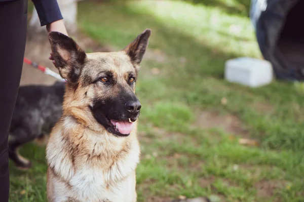 Köpekler, köpek portresi, metin için yer bir sergi çoban trenleri