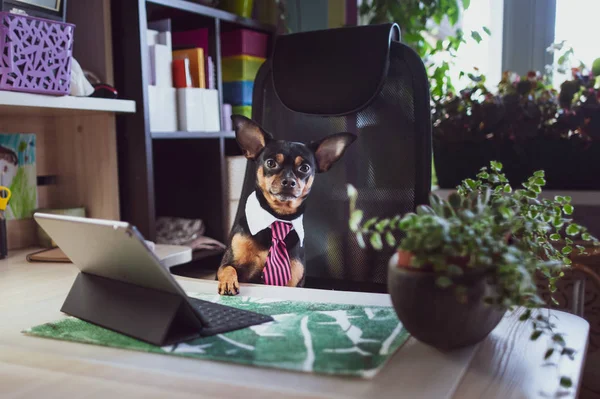 Köpek ofis çalışanı. Bir kravat ve beyaz yakalı ofiste bir köpek. Rus oyuncak korkunç. Müdür, müdür, çalışan eğlenceli