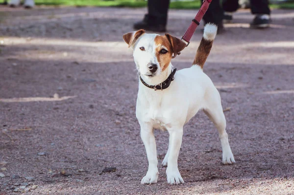 Jack Russell Terrier Alla Mostra Canina Una Mostra All Aperto — Foto Stock