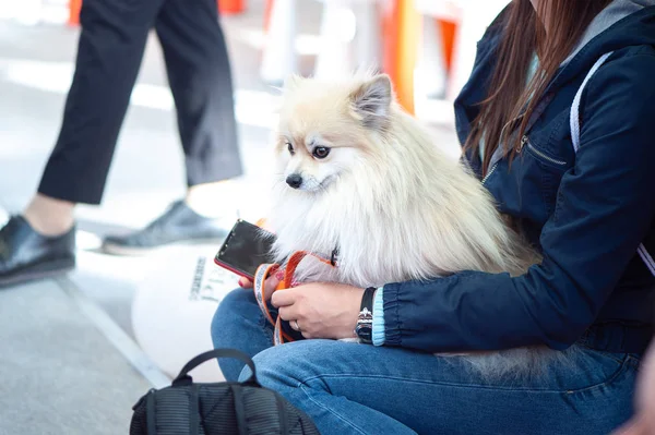 Duitse Spitz Hondenshow Door Toedoen Van Eigenaar — Stockfoto