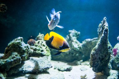 Pomacanthus navarchus, görkemli melek balığı, balık mercan çerçevede bir okyanusta Yüzme
