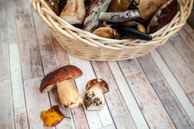 Taze orman mantar sepeti, porcini, kahverengi kap çörek, yosunlar, makro.