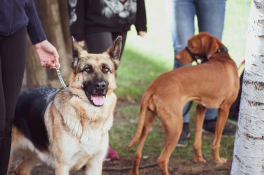 Köpekler, köpek portresi bir sergisinde çoban trenler