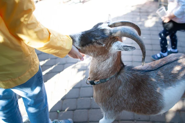 Děti Krmit Kozy Zoo — Stock fotografie