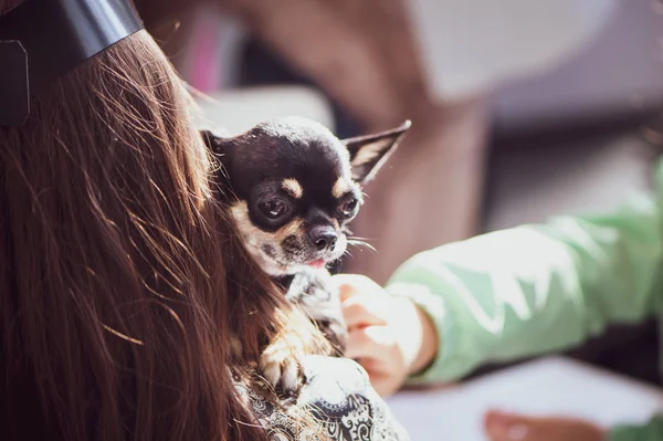 Esposizione Cani Chihuahua Con Proprietari — Foto Stock