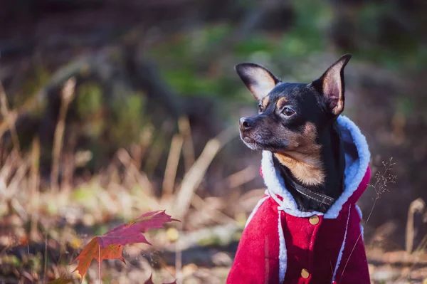 Cane Terrier Giocattolo Cagnolino Elegantemente Vestito Con Maglione Cappotto Pelle — Foto Stock