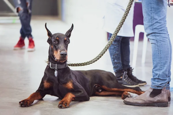 Exposition Chiens Doberman Avec Owne — Photo