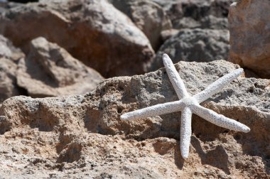 Plaj, rekreasyon, tatil Tema. Deniz, kum, kaya ve denizyıldızı, metin için yer