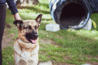 Köpekler, köpek portresi, metin için yer bir sergi çoban trenleri
