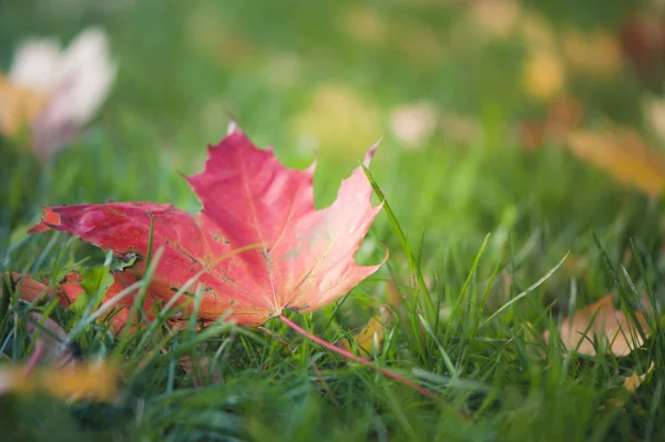 Bright Autumn Maple Leaves Autumn Background — Stock Photo, Image