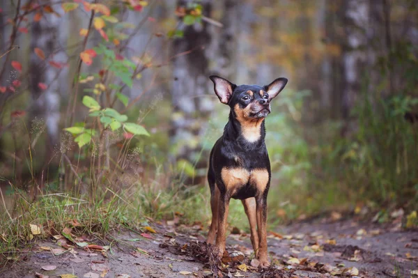 Terrier Cão Inteligente Com Dados Ideais Fica Floresta Outono Retrato — Fotografia de Stock