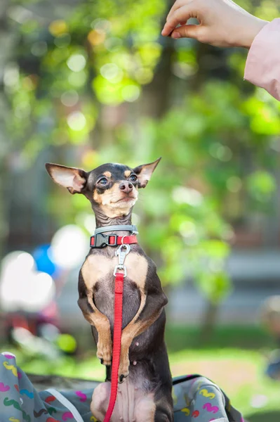 Exhibition Dogs Very Cute Russian Toy Terrier Trains Executes Commands — Stock Photo, Image