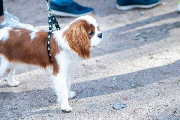 Mostra Cani Cavalier King Charles Spaniel Con Proprietari — Foto Stock