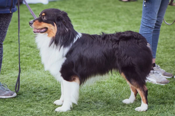 Australische Herder Show Tentoonstelling Van Honden — Stockfoto