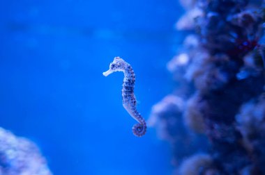 Hippocampus Hippocampus mercan çerçevede bir okyanusta yüzmeye
