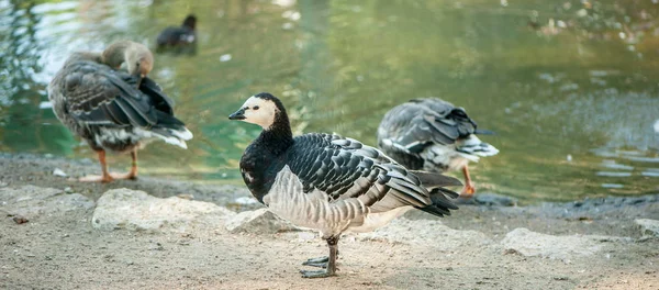 Gans Auf Einem Geflügelhof Getönt — Stockfoto