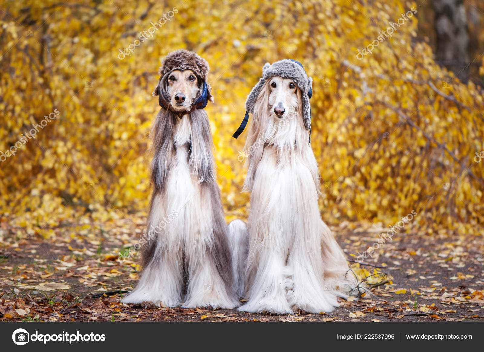 Hounds of Autumn