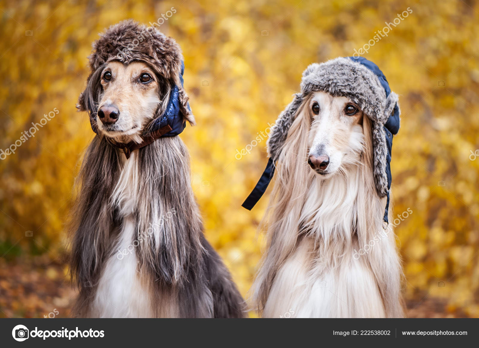 Two Stylish Afghan Hounds Dogs Funny Fur Hats Background Autumn Stock Photo by ©Wildstrawberry 222538002 Two Stylish Afghan Hounds Dogs Funny Fur Hats Background Autumn Stock Photo by ©Wildstrawberry 222538002