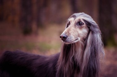 Köpek, muhteşem Afgan tazısı sonbahar ormanının arka planında, yazı için yer, kırmızı tonda.