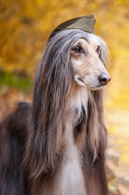 Köpek, Afgan Tazısı sonbahar orman arka planı askeri bir kap içinde. Ana bilgisayar koruma kavramı, köpek koruyucu