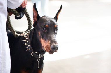 Köpeklerin Sergisi, sahibi, metin için yer ile Doberman