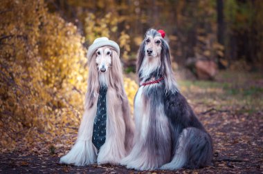 Gelin ve damat tarzında iki köpek, aşıklar. Kadın ve erkek olarak Afgan tazıları. Kavram aşıkları, köpekler için moda.