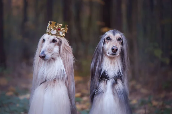 Pies Koronie Afghan Hounds Royal Ubrania Naturalnym Tle Pies Pana — Zdjęcie stockowe