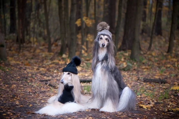 Dogs Two Funny Very Cute Afghan Hounds Hats Scarves Background — Stock Photo, Image