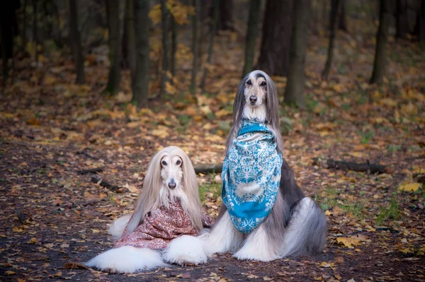 Due Splendidi Cani Afghani Bellissimi Scialli Sullo Sfondo Della Foresta — Foto Stock