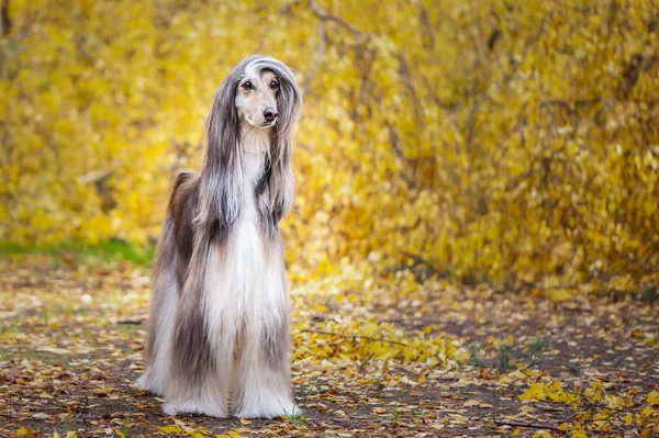 Dog, gorgeous Afghan hound, full-length portrait, against the background of the autumn forest, space for text